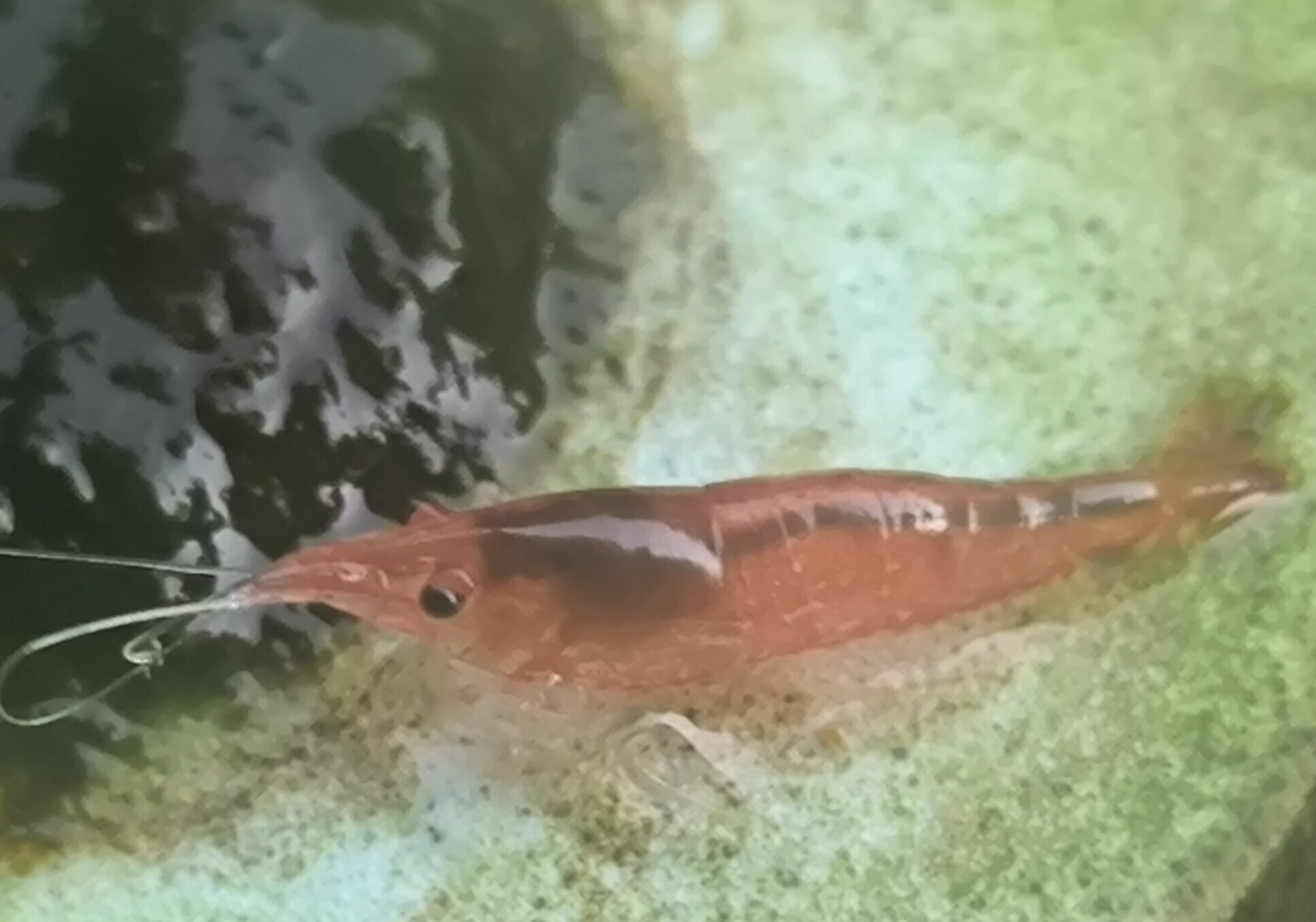 赤いミナミヌマエビ